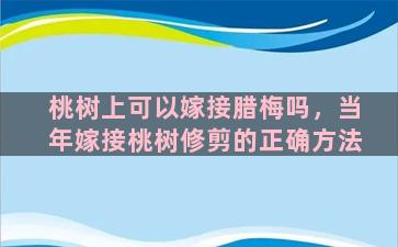 桃树上可以嫁接腊梅吗，当年嫁接桃树修剪的正确方法