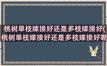 桃树单枝嫁接好还是多枝嫁接好(桃树单枝嫁接好还是多枝嫁接好呢视频)