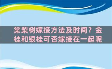 棠梨树嫁接方法及时间？金桂和银桂可否嫁接在一起呢