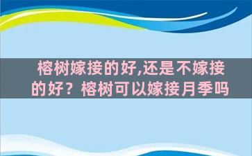 榕树嫁接的好,还是不嫁接的好？榕树可以嫁接月季吗