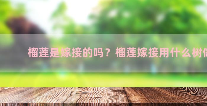 榴莲是嫁接的吗？榴莲嫁接用什么树做砧木