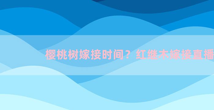 樱桃树嫁接时间？红继木嫁接直播