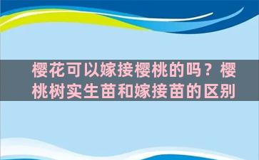 樱花可以嫁接樱桃的吗？樱桃树实生苗和嫁接苗的区别