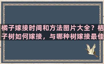 橘子嫁接时间和方法图片大全？桔子树如何嫁接，与哪种树嫁接最佳