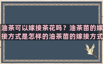 油茶可以嫁接茶花吗？油茶苗的嫁接方式是怎样的油茶苗的嫁接方式