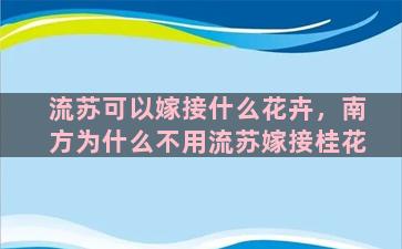 流苏可以嫁接什么花卉，南方为什么不用流苏嫁接桂花