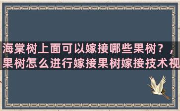 海棠树上面可以嫁接哪些果树？，果树怎么进行嫁接果树嫁接技术视频,嫁接方法图解