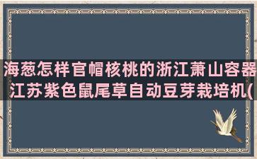 海葱怎样官帽核桃的浙江萧山容器江苏紫色鼠尾草自动豆芽栽培机(官帽核桃怎样挑选)