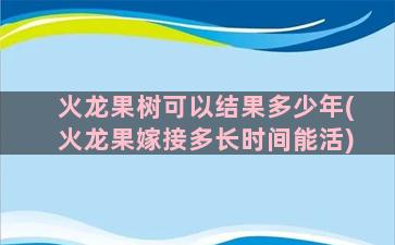 火龙果树可以结果多少年(火龙果嫁接多长时间能活)