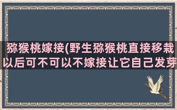 猕猴桃嫁接(野生猕猴桃直接移栽以后可不可以不嫁接让它自己发芽有用吗)