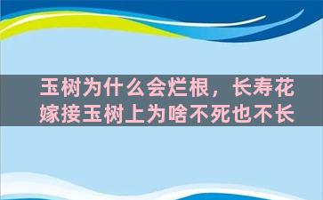 玉树为什么会烂根，长寿花嫁接玉树上为啥不死也不长