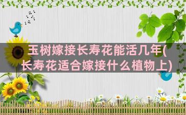 玉树嫁接长寿花能活几年(长寿花适合嫁接什么植物上)