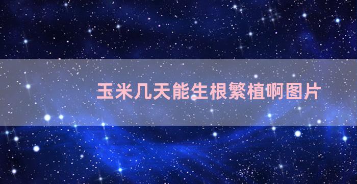 玉米几天能生根繁植啊图片