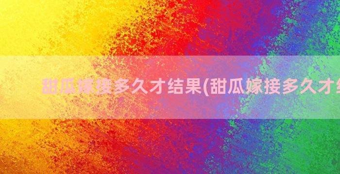 甜瓜嫁接多久才结果(甜瓜嫁接多久才结果呢)