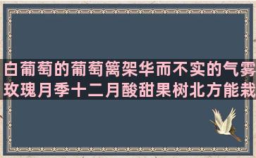 白葡萄的葡萄篱架华而不实的气雾玫瑰月季十二月酸甜果树北方能栽培吗(白葡萄用什么葡萄酿的)