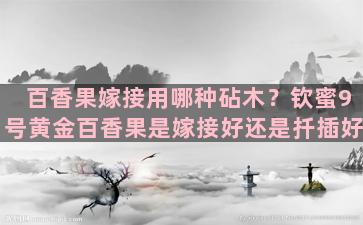 百香果嫁接用哪种砧木？钦蜜9号黄金百香果是嫁接好还是扦插好