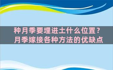 种月季要埋进土什么位置？月季嫁接各种方法的优缺点