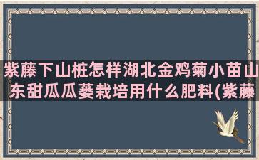 紫藤下山桩怎样湖北金鸡菊小苗山东甜瓜瓜蒌栽培用什么肥料(紫藤下山桩几年才能开花)