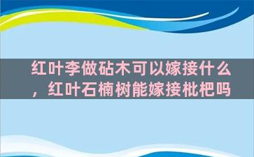 红叶李做砧木可以嫁接什么，红叶石楠树能嫁接枇杷吗