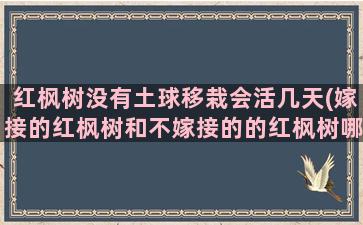 红枫树没有土球移栽会活几天(嫁接的红枫树和不嫁接的的红枫树哪种好)