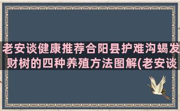 老安谈健康推荐合阳县护难沟蝎发财树的四种养殖方法图解(老安谈健康视频最新)