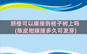 脐橙可以嫁接到桔子树上吗(陈皮柑嫁接多久可发芽)