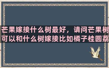 芒果嫁接什么树最好，请问芒果树可以和什么树嫁接比如橘子桂圆荔枝等等为什么谢谢