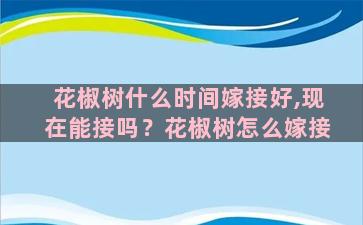 花椒树什么时间嫁接好,现在能接吗？花椒树怎么嫁接