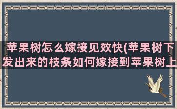 苹果树怎么嫁接见效快(苹果树下发出来的枝条如何嫁接到苹果树上)