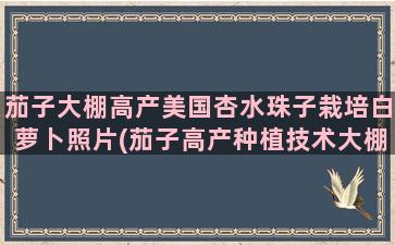 茄子大棚高产美国杏水珠子栽培白萝卜照片(茄子高产种植技术大棚)