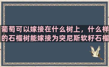 葡萄可以嫁接在什么树上，什么样的石榴树能嫁接为突尼斯软籽石榴树