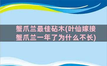 蟹爪兰最佳砧木(叶仙嫁接蟹爪兰一年了为什么不长)