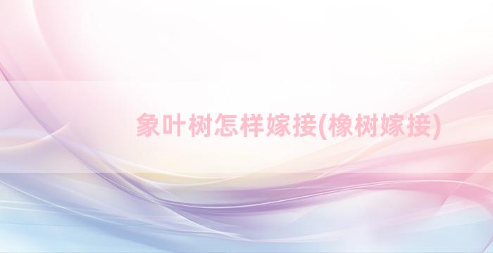 象叶树怎样嫁接(橡树嫁接)