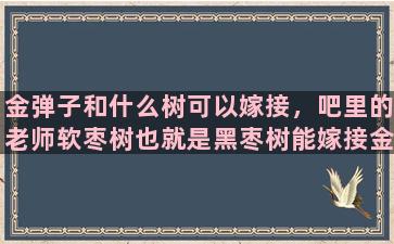 金弹子和什么树可以嫁接，吧里的老师软枣树也就是黑枣树能嫁接金弹子吗