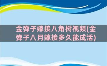 金弹子嫁接八角树视频(金弹子八月嫁接多久能成活)