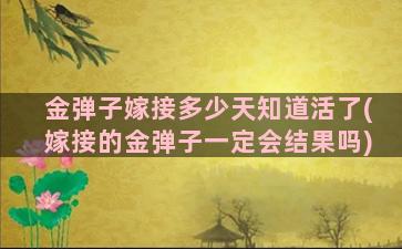 金弹子嫁接多少天知道活了(嫁接的金弹子一定会结果吗)