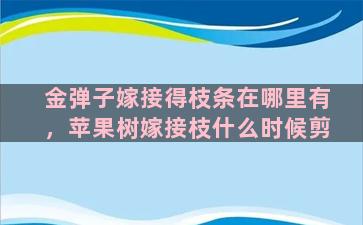 金弹子嫁接得枝条在哪里有，苹果树嫁接枝什么时候剪