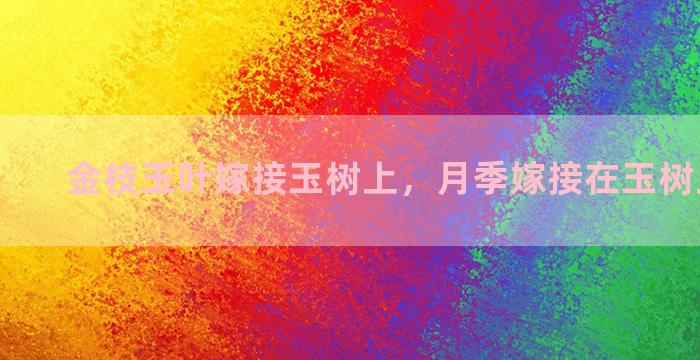 金枝玉叶嫁接玉树上，月季嫁接在玉树上可以吗