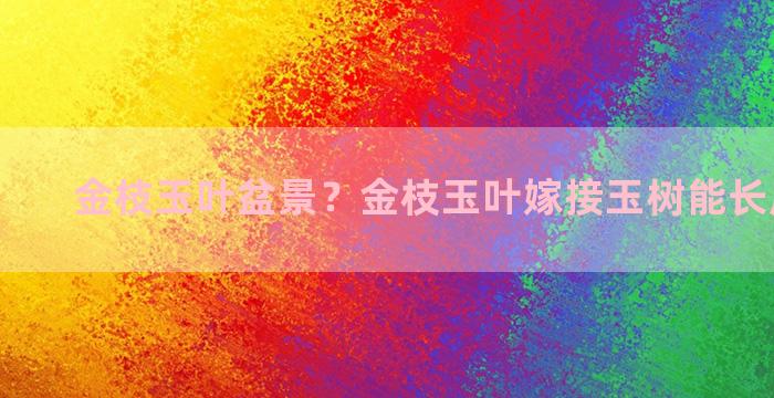 金枝玉叶盆景？金枝玉叶嫁接玉树能长成什么样