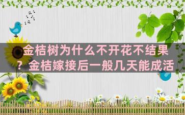 金桔树为什么不开花不结果？金桔嫁接后一般几天能成活