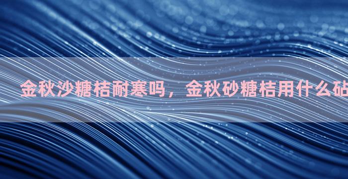 金秋沙糖桔耐寒吗，金秋砂糖桔用什么砧木嫁接最好