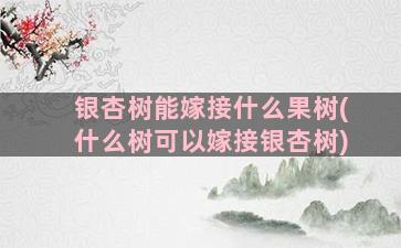 银杏树能嫁接什么果树(什么树可以嫁接银杏树)