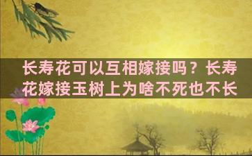 长寿花可以互相嫁接吗？长寿花嫁接玉树上为啥不死也不长