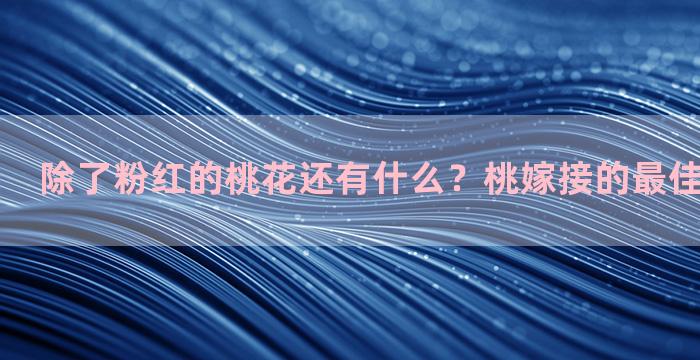 除了粉红的桃花还有什么？桃嫁接的最佳时间和方法