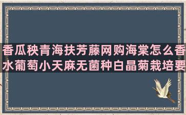 香瓜秧青海扶芳藤网购海棠怎么香水葡萄小天麻无菌种白晶菊栽培要点