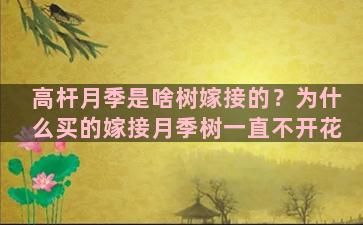 高杆月季是啥树嫁接的？为什么买的嫁接月季树一直不开花