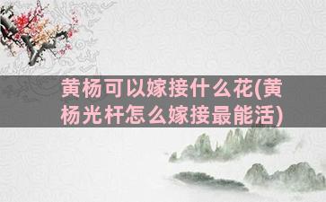 黄杨可以嫁接什么花(黄杨光杆怎么嫁接最能活)