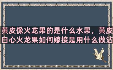 黄皮像火龙果的是什么水果，黄皮白心火龙果如何嫁接是用什么做沾木，什么做苗呢