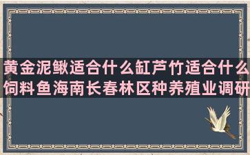 黄金泥鳅适合什么缸芦竹适合什么饲料鱼海南长春林区种养殖业调研(黄金泥鳅和什么一起养)